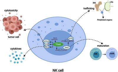 Expression Regulation and Function of T-Bet in NK Cells